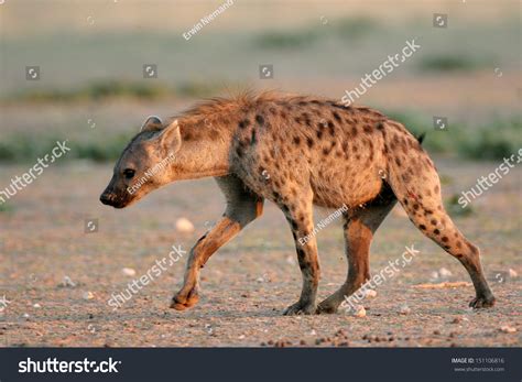 Hyena Scavenging Stock Photo 151106816 : Shutterstock