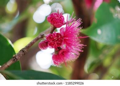 Malay Apple Flower Syzygium Malaccense Stock Photo 1185299026 ...