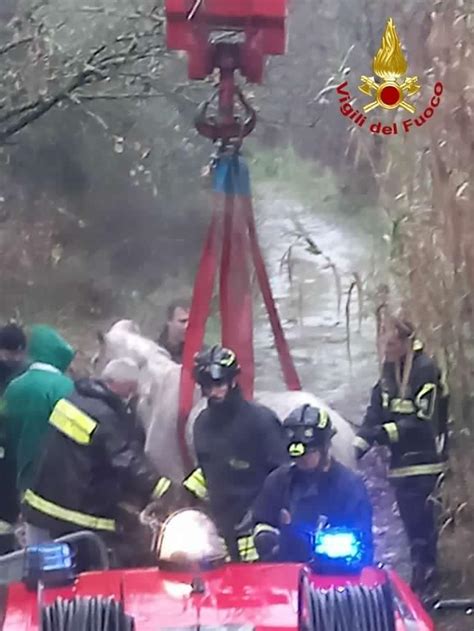 Cavallo Finisce In Un Canale E Rischia Di Annegare Salvato Dai Vigili