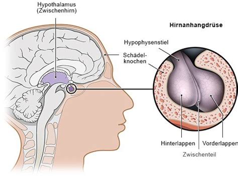 Wie funktioniert Hirnanhangdrüse Hypophyse