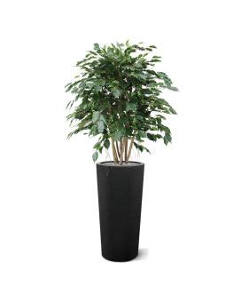 Ficus Exotica Plante Artificielle Deluxe Cm Vert Maxifleur