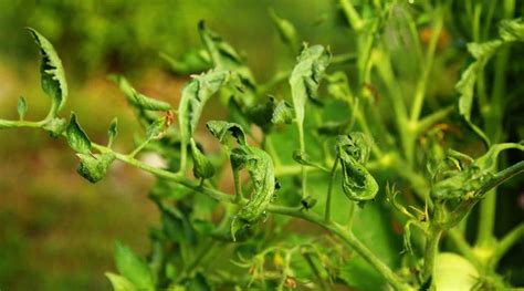 8 Reasons Your Tomato Leaves Are Curling And How To Fix It