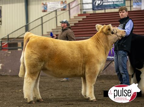 Sioux Empire Livestock Show Top Market Heifers The Pulse