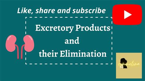 Pyqs Of Excretory Products And Their Elimination Neet Neet