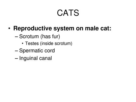 Male Cat Reproductive System