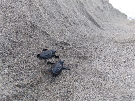 Ischia Nido Di Tartarughe Marine In Spiaggia Neonate Raggiungono