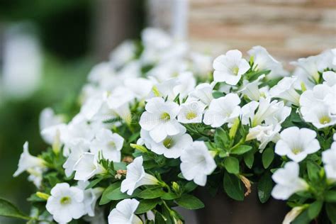 Hermosas Flores Blancas Plantas De Petunia Foto De Archivo Imagen De