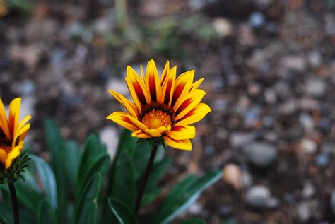 Naturaleza Planta Flor Foto Gratis En Pixabay