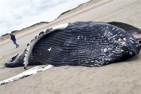 Un récit ahurissant il y a 150 ans La baleine partit au large