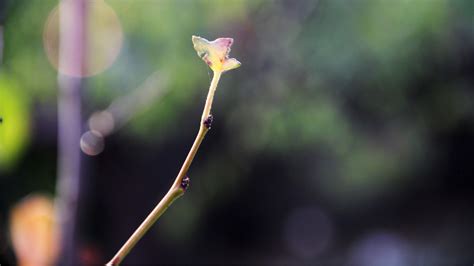 Wallpaper Sunlight Nature Grass Branch Green Yellow Istanbul