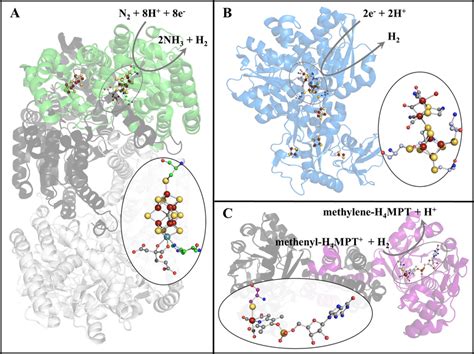 Active Site Metal Centers Within Protein Structures A Nitrogenase