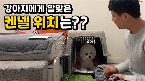 강아지집 위치는 어디에 익숙해지는 꿀팁 강아지켄넬 이동장 훈련방법 대공개 Youtube