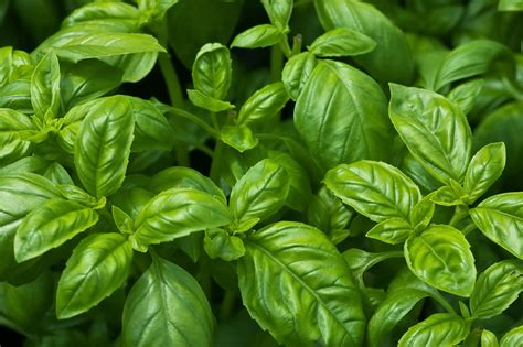 Basil Ct Linalol Inshanti Pure Essential Oils