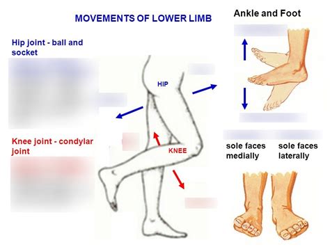 Basic Movements Of The Lower Limb Diagram Quizlet