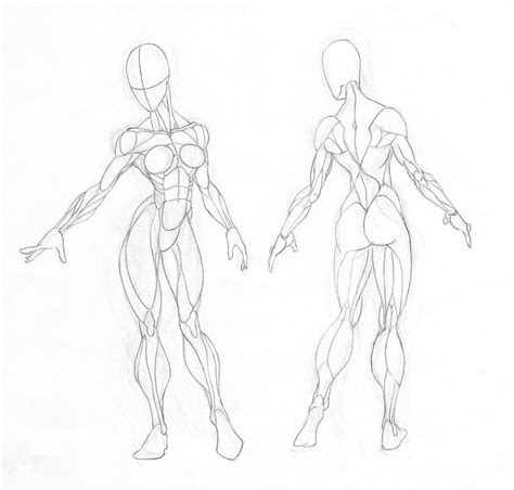 Female Torso Muscle Anatomy Drawing / How to Draw Anime Characters ...