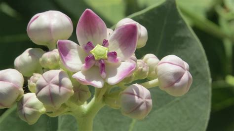 5 Dazzling Desert Flowers of Saudi Arabia - Owlcation