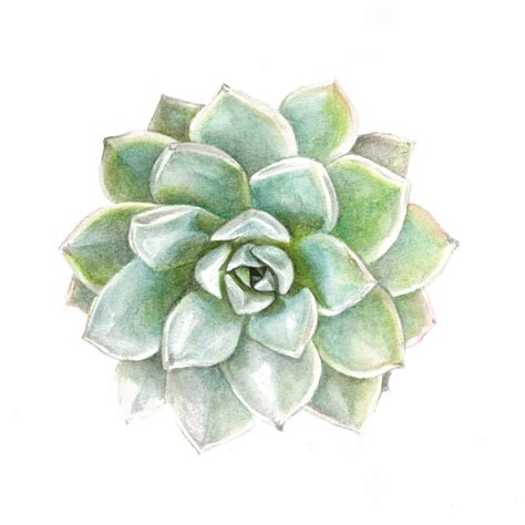 Succulent Watercolor Print Green Echeveria