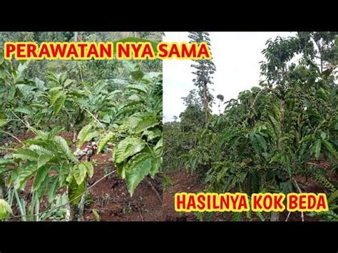 Jangan Eman Eman Kalau Mau Produktifitas Kopi Nya Bagus YouTube