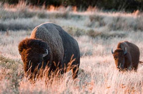 Tallgrass Prairie Preserve (Pawhuska, OK) | Explore Bartlesville, OK ...