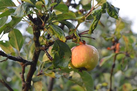 Apple Apfel Obst Kostenloses Foto Auf Pixabay Pixabay