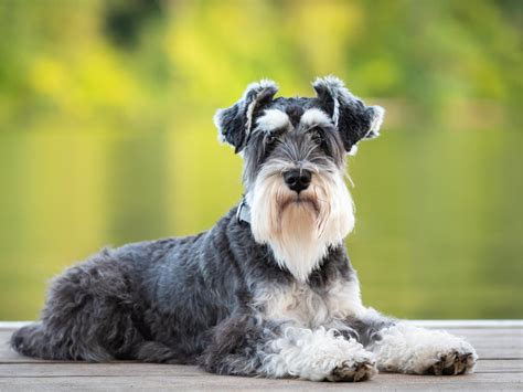 Razas De Perros Peque Os Sabes Cu Les Son Las Razas De Perros