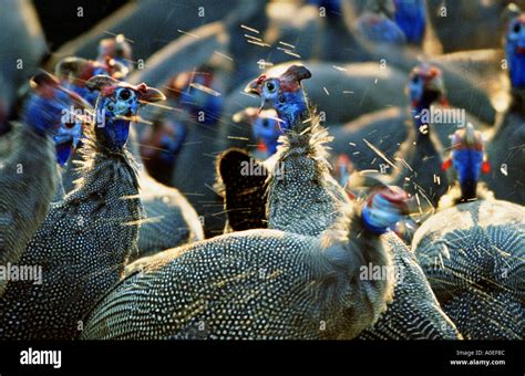 Guinea Fowl Africa Hi Res Stock Photography And Images Alamy