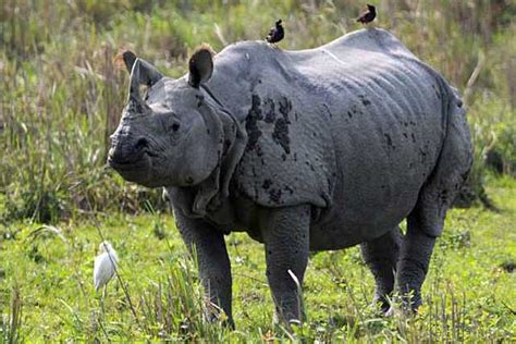 The Indian Rhino The Garden Of Eaden