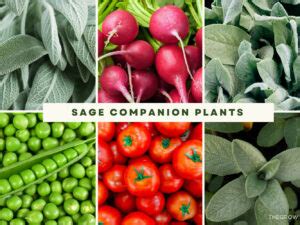 Squash Companion Plants The Complete List Thegrow