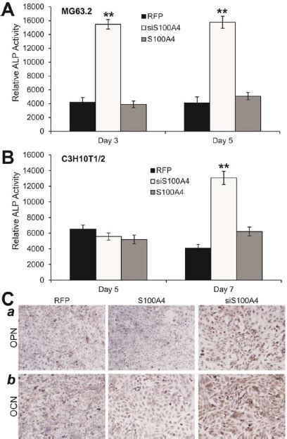 Knockdown Of S A Induces Osteoge Nic Differentiation A And B The