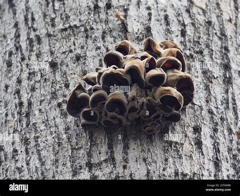 wood ear mushroom auricularia polytricha fungi stock photo alamy