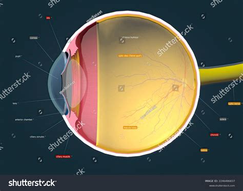 Structure Human Eye Anatomy Vision 3d Stock Illustration 2246486837