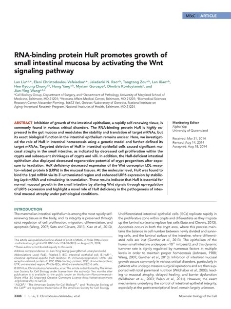 PDF RNA Binding Protein HuR Promotes Growth Of Small Intestinal