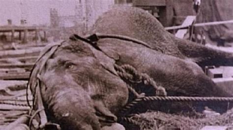 Thomas Edison Publicly Executed Topsy The Elephant In Luna Park In