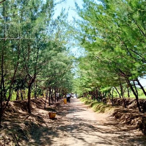 Hutan Mangrove Surabaya Surabaya Travel