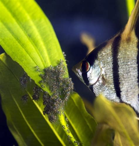 Angelfish Breeding Guide (Everything You Need to Know) - Avid Aquarist