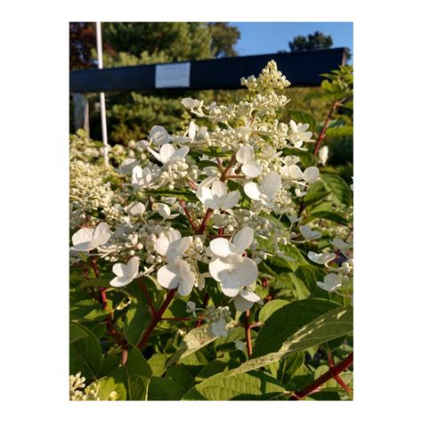 Hydrangea Paniculata Wims Red Pp 26005 Wims Red Panicle Hydrangea