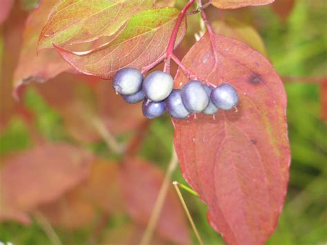 Silky Dogwood with Berries 2 by Windthin on DeviantArt