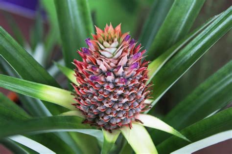 Pineapple Harvest » Tips to Get Your Picking On