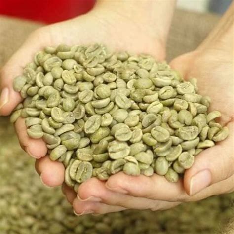 Vietnam Arabica Green Coffee Beans S18 Wet Polish Super Sale At Rs 305