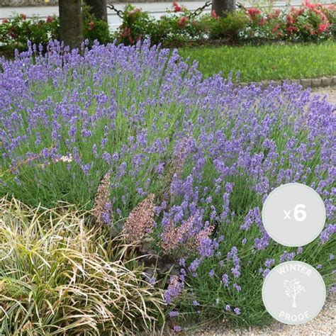 X Lavandula Angustifolia Hidcote Lavendel Heester Winterhard