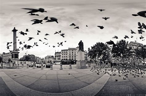 The Birds, Trafalgar Square - Will Pearson - Panoramic Photographer London