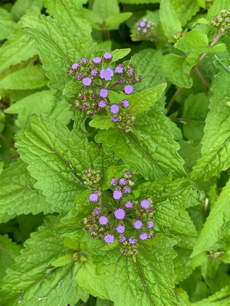 Hardy Ageratum Live Plants Blue Mist Flowers Great Ground Cover Bare