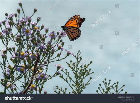 Monarch Butterfly Native Plant Garden Stock Photo 2196777039 | Shutterstock