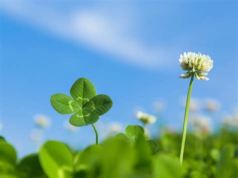 Similarities And Differences Between Shamrock And Clover | Gardening ...