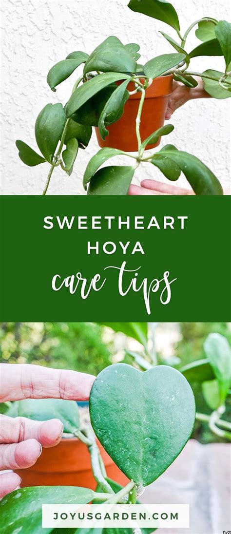 A Heart Shaped Plant With Text Overlay Saying Sweet Heart Hoya Care Tips