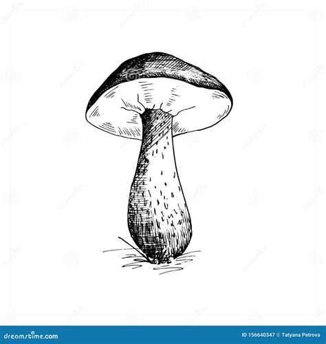 Mushroom Sketch Hand Drawn Sketch Of A Brown Cap Boletus Mushroom