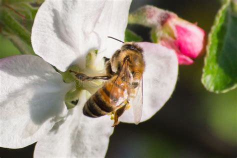 Honey Bee, Pollination Process Stock Photo - Image of pollen, farm ...