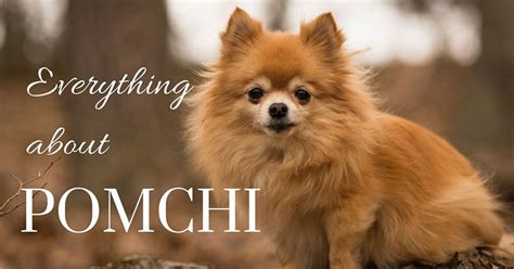 Everything You Need to Know About the Pomchi - Pet So Fun