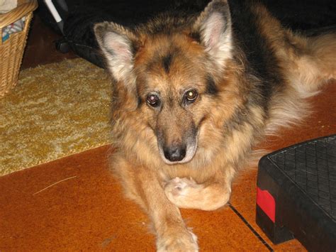 The German Shepherd Rescue Trust - Home