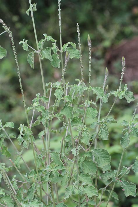 Achyranthes Aspera L Plants Of The World Online Kew Science